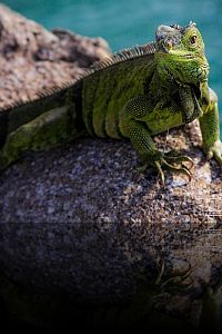 04 aruba 0821.jpg